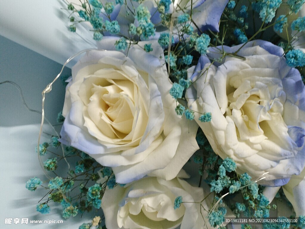 白蓝色玫瑰花