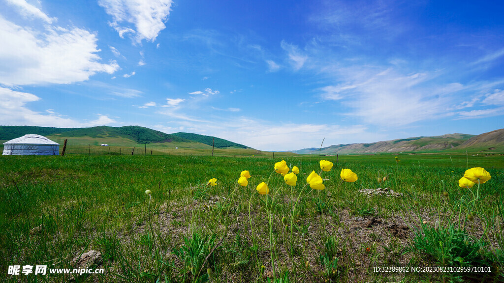 内蒙古大草原的花