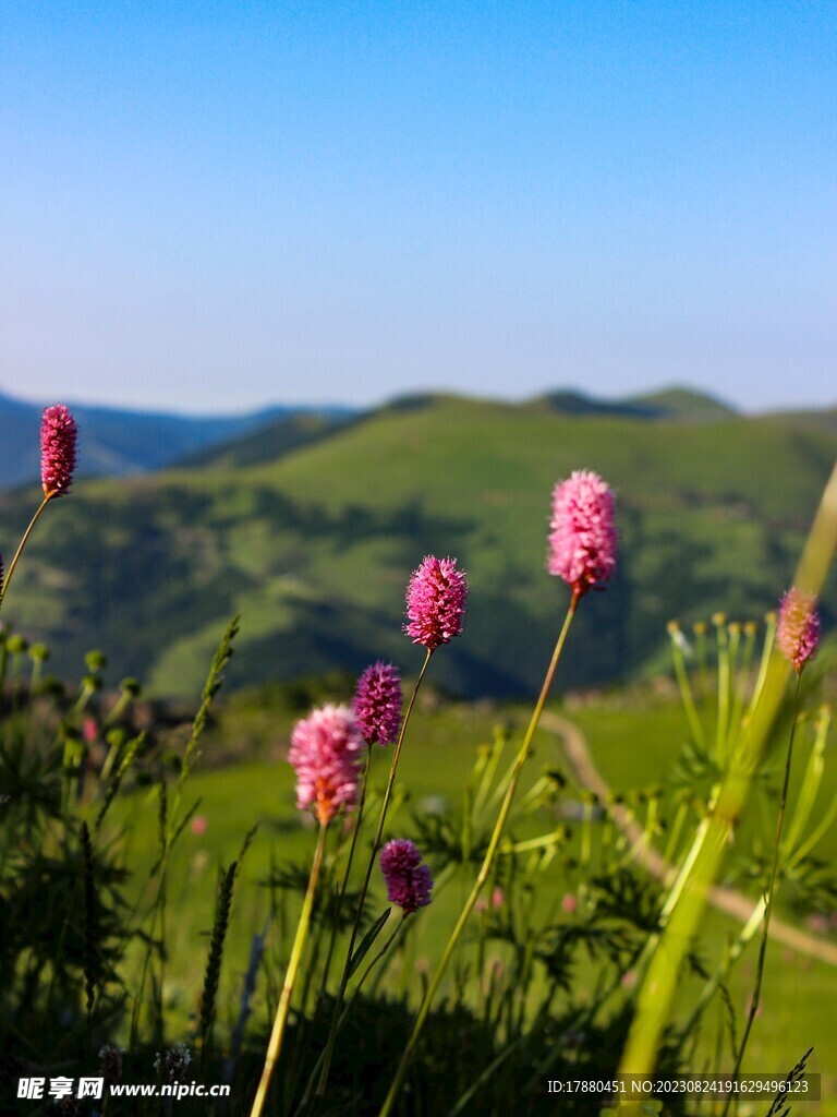 革葉蓼