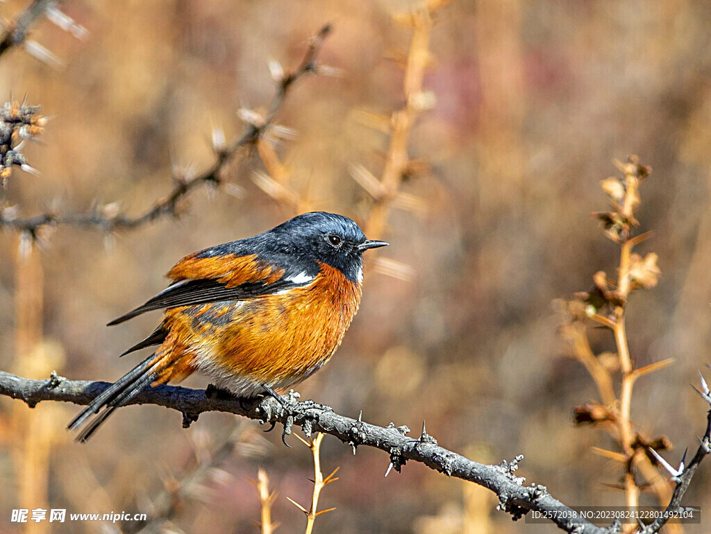 赭紅尾鴝圖
