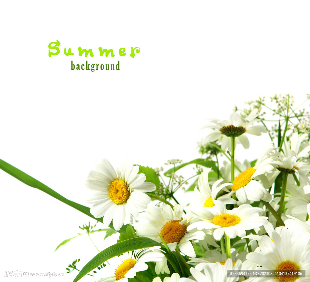 菊花 