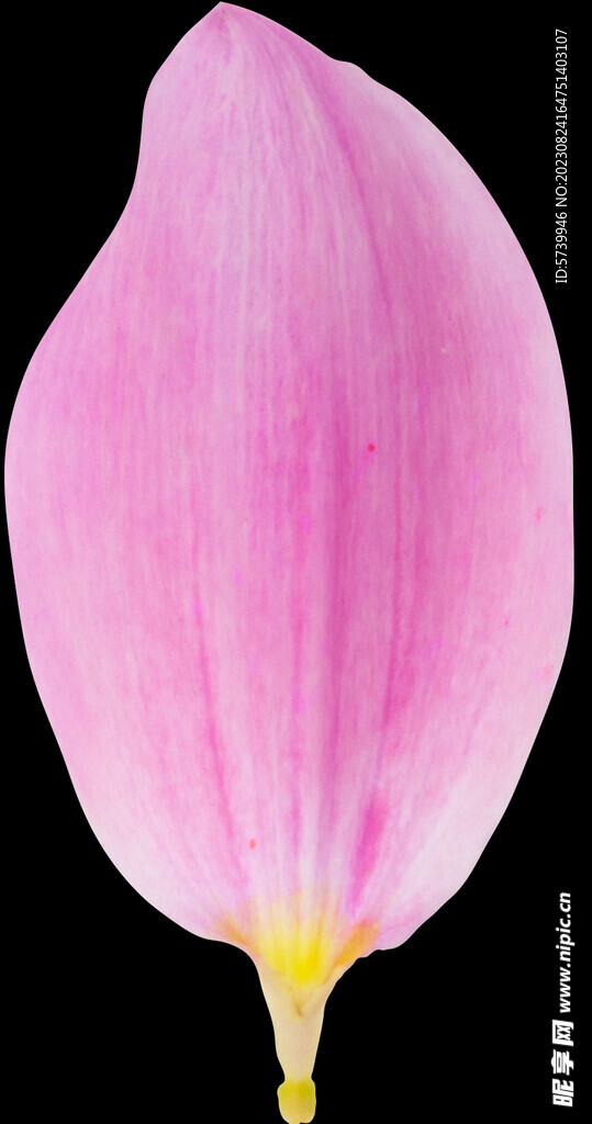 粉色花瓣元素