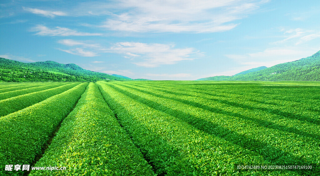 茶葉背景