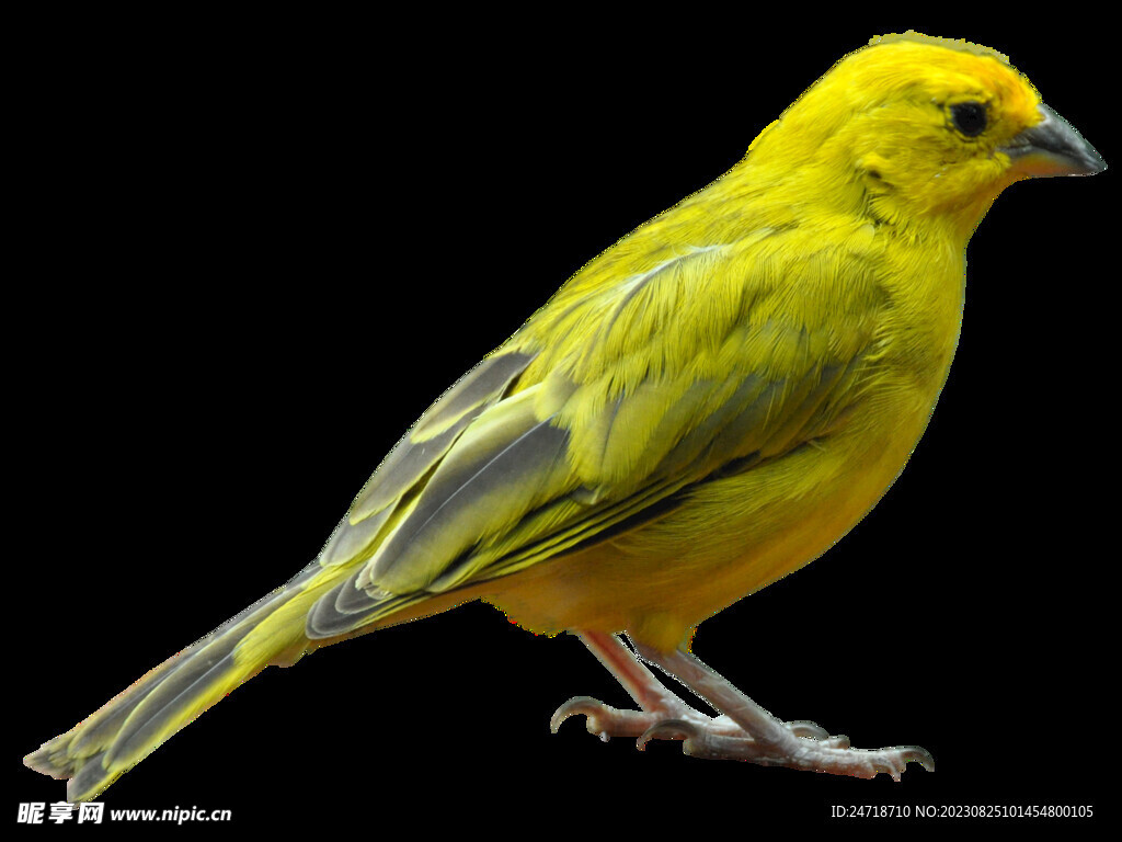 鳥