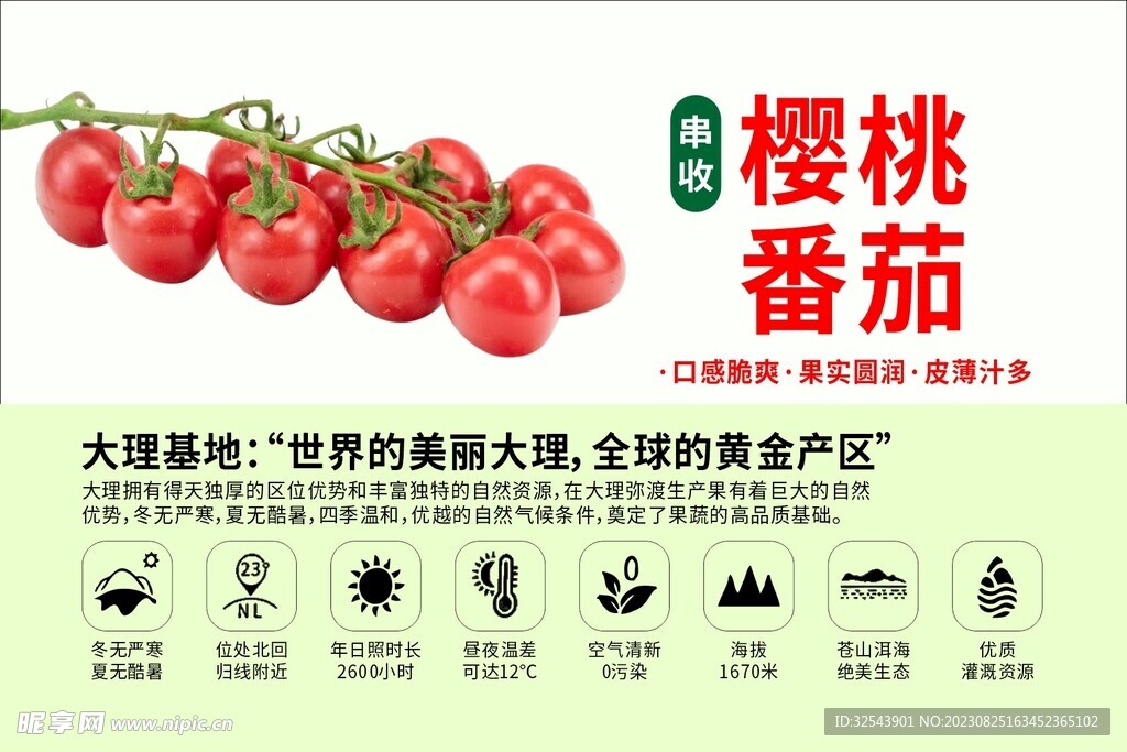 櫻桃番茄