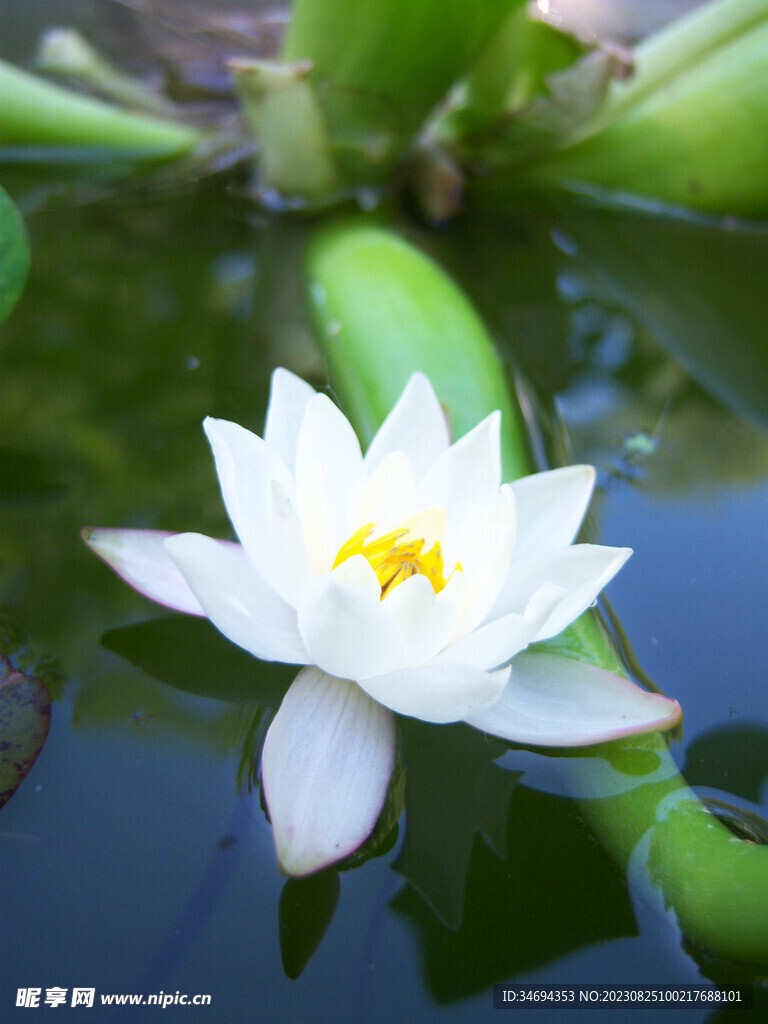 荷花植物 