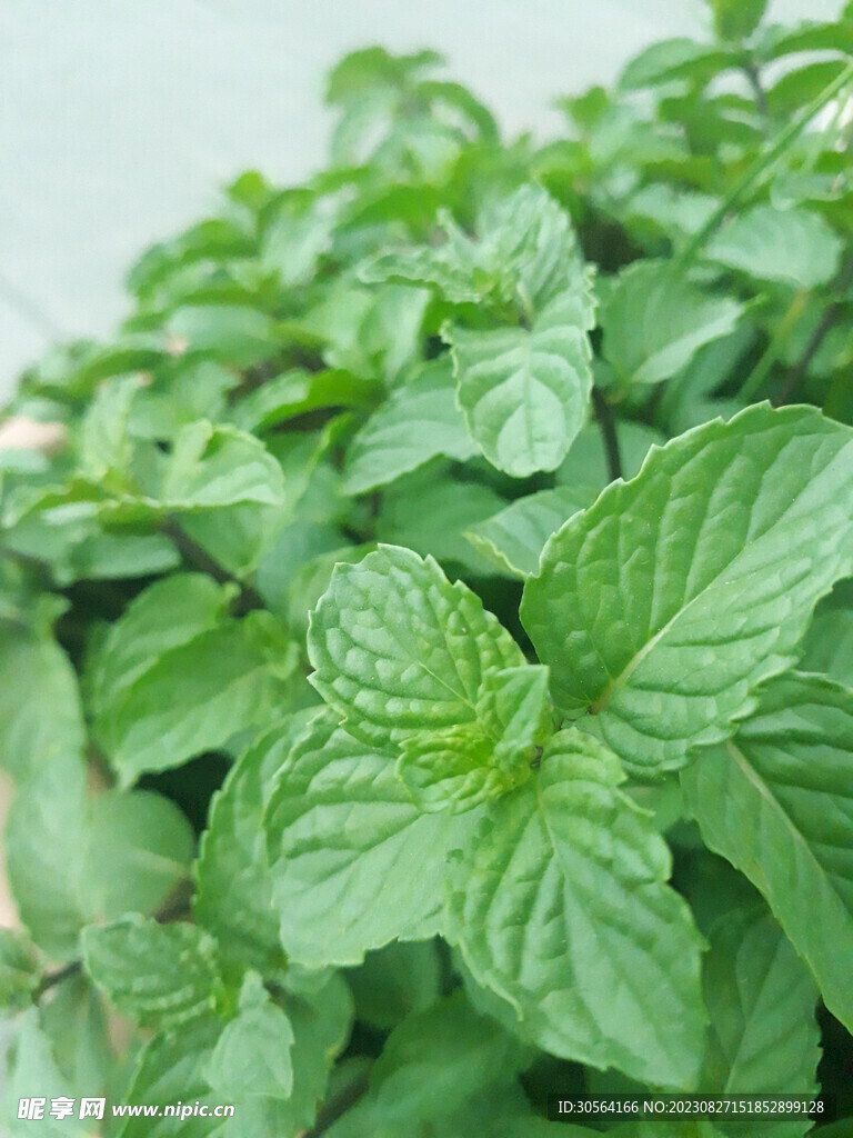 薄荷葉