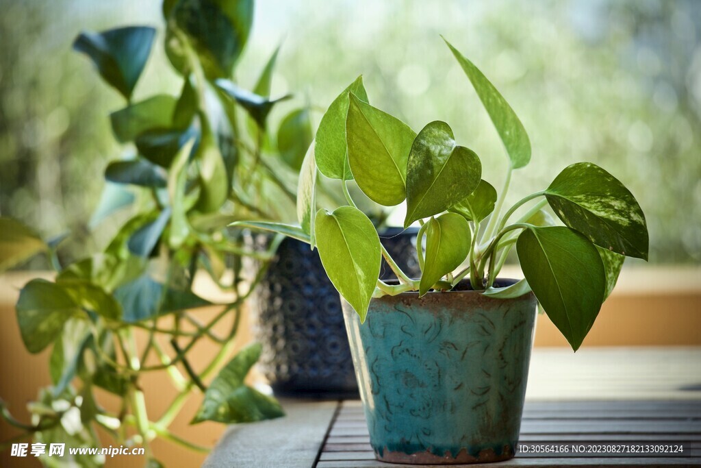 盆栽植物