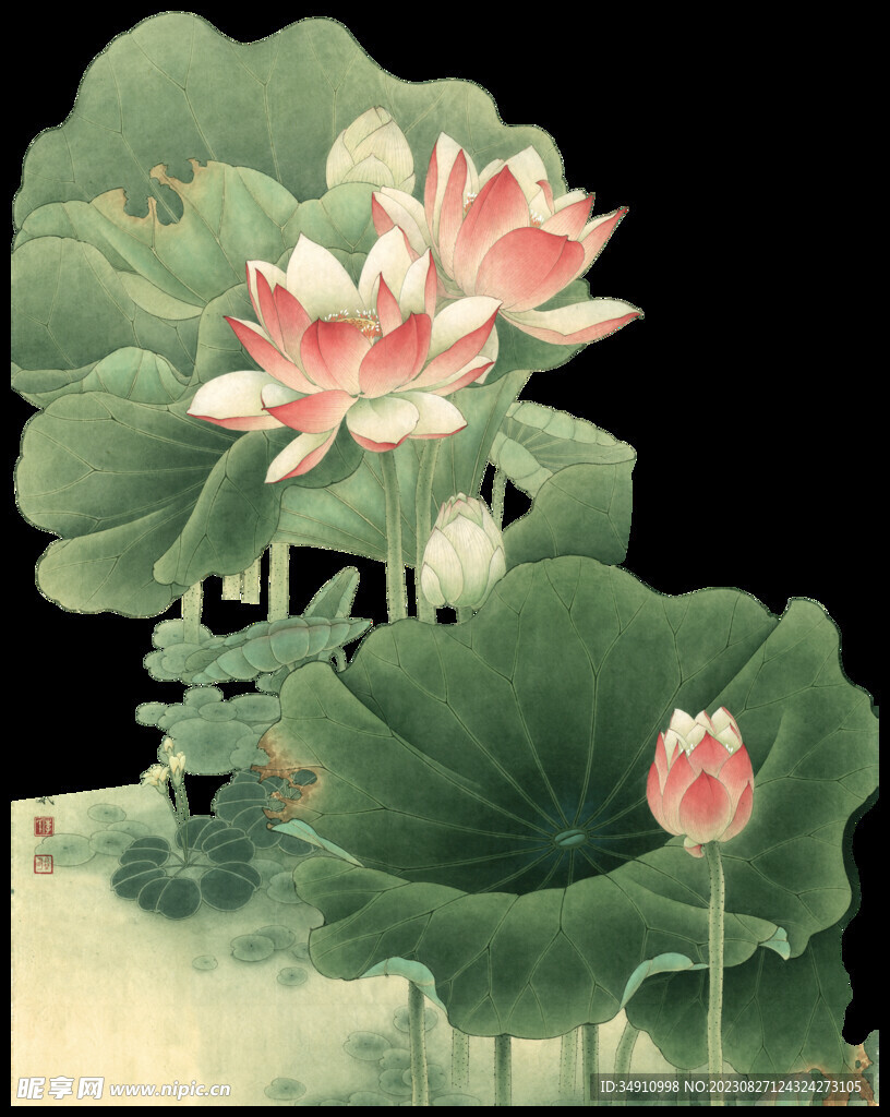 古風荷花