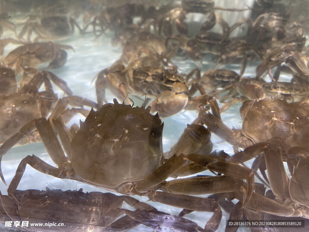超市水产区螃蟹