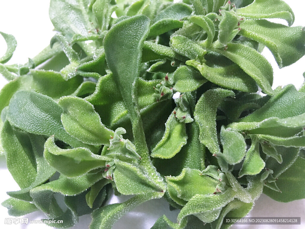 綠葉植物