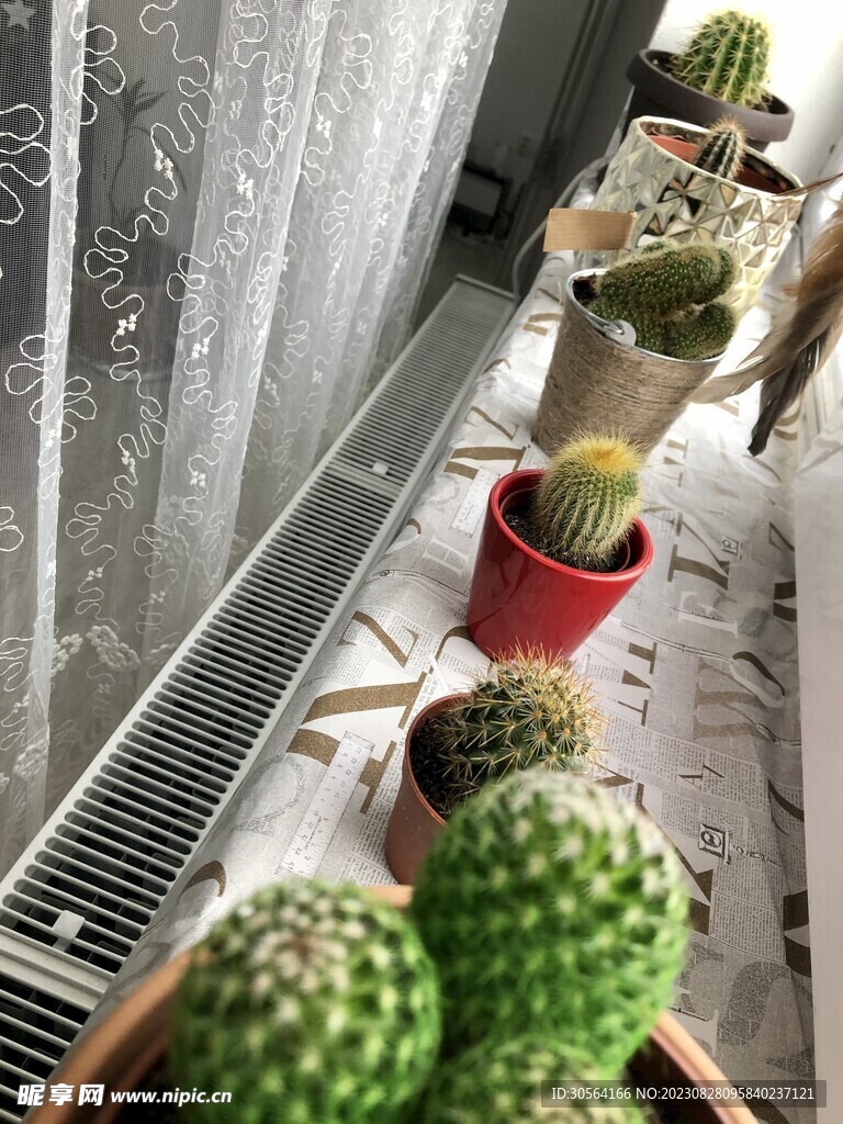 仙人掌植物