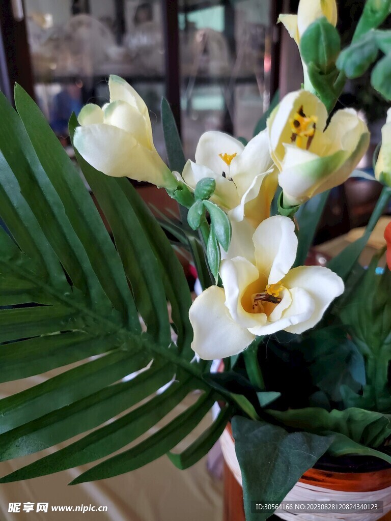 綠植綠葉花朵