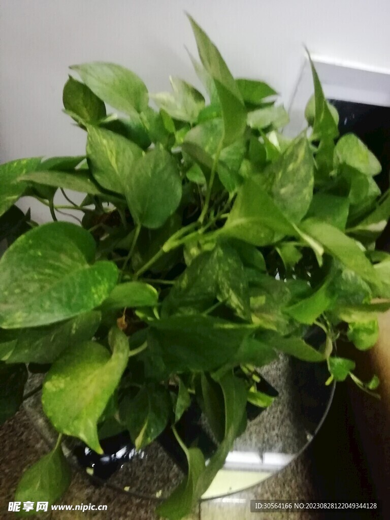 綠葉植物