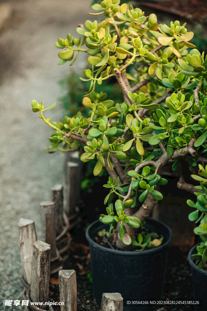 盆栽植物