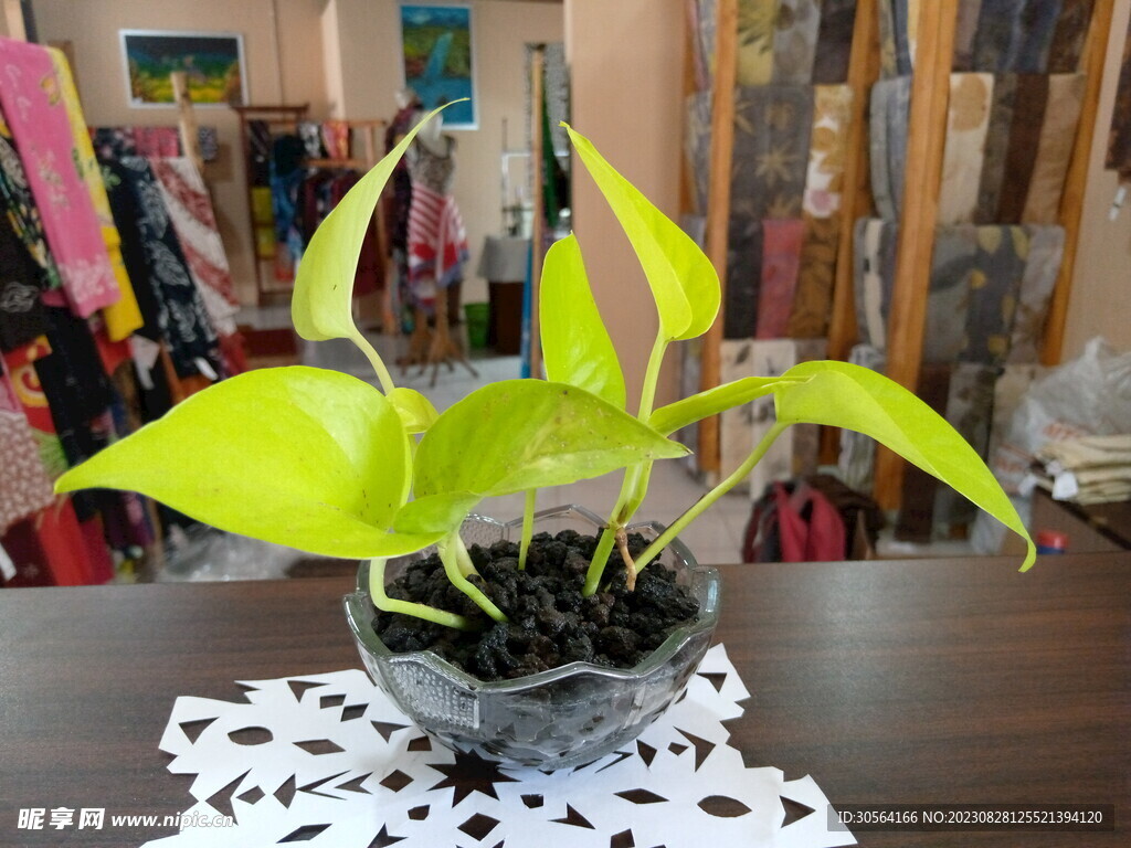 水培植物