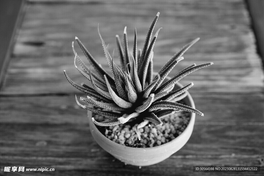 蘆薈植物