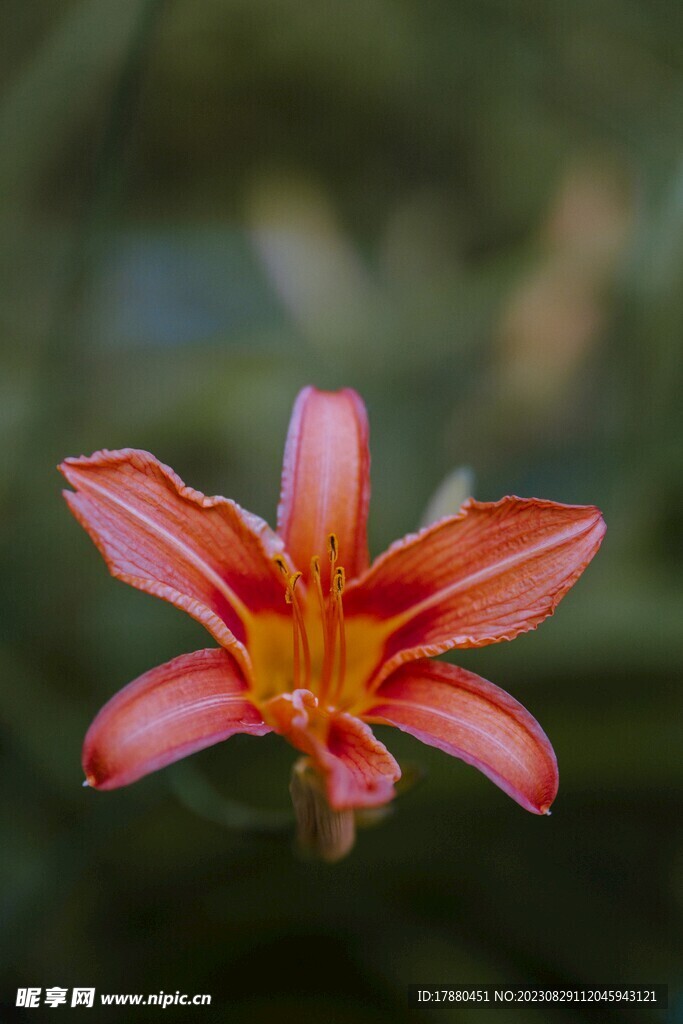 大花萱草
