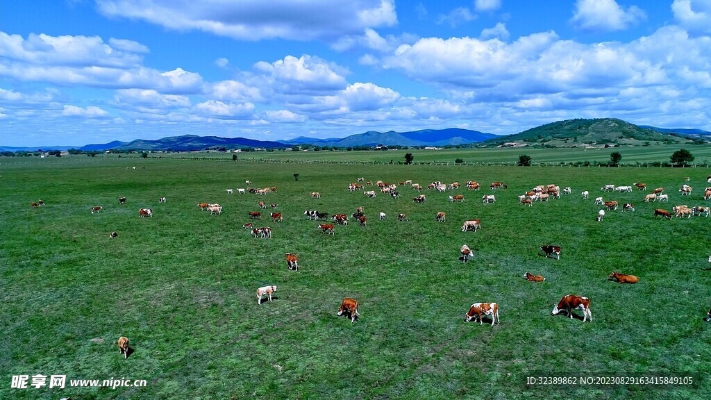 内蒙古草原上的牛群