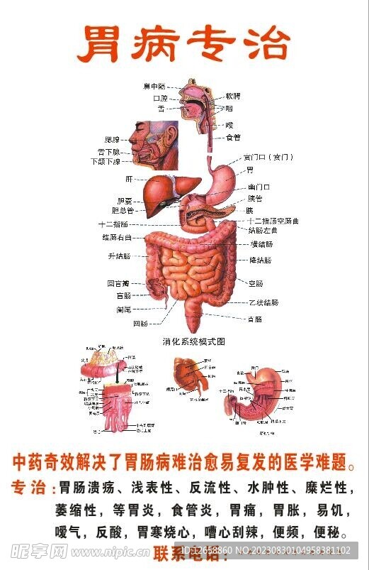胃解刨圖