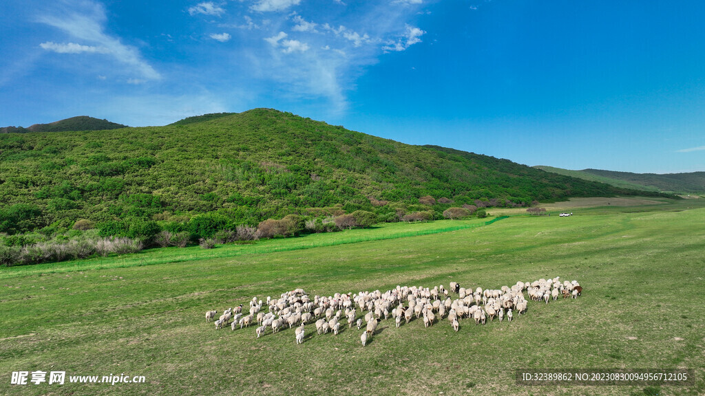 内蒙古大草原上的羊群