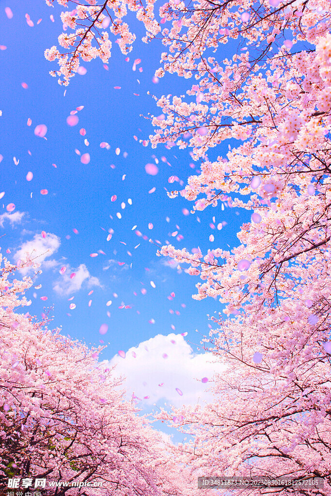 櫻花