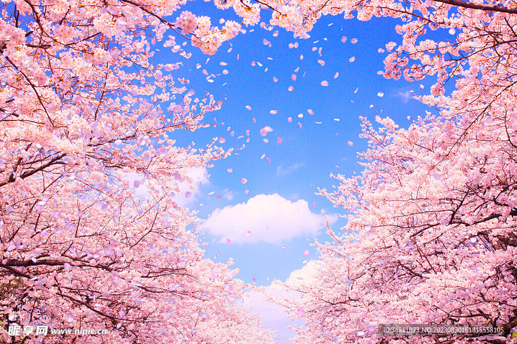 櫻花