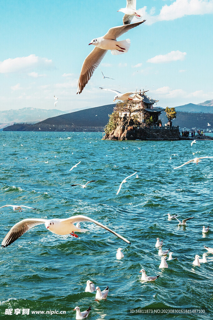 海鷗