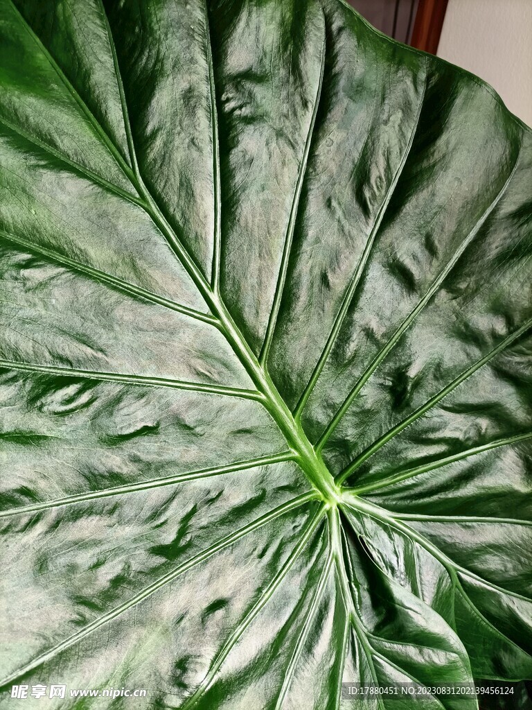 海芋