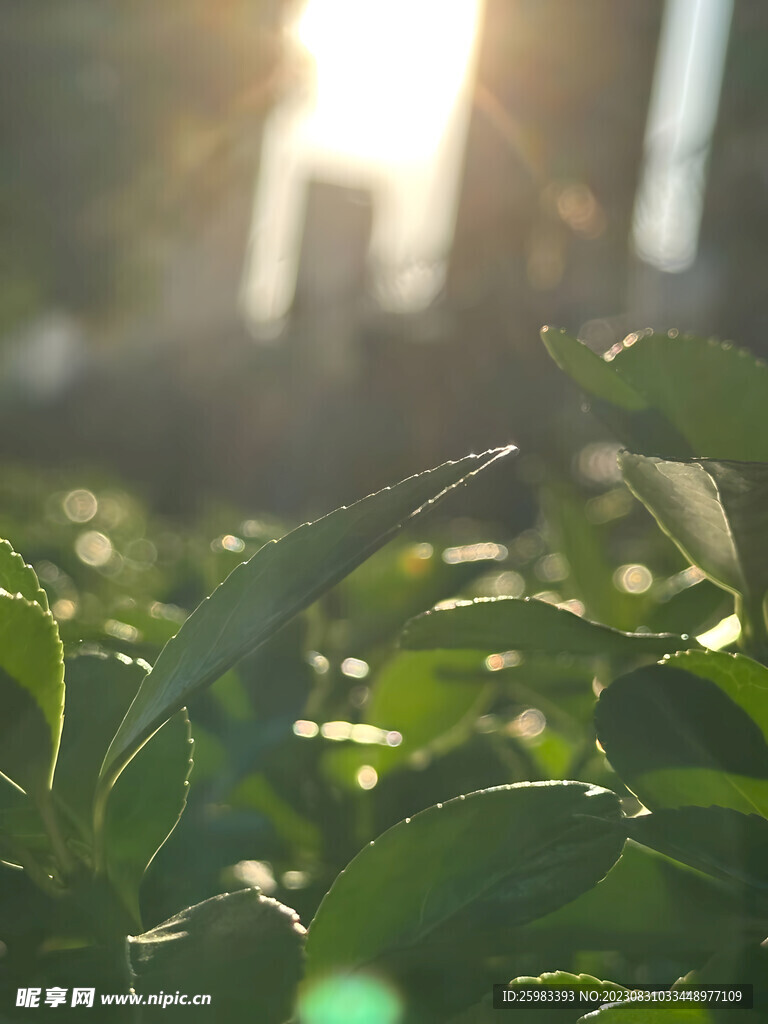 校園的樹