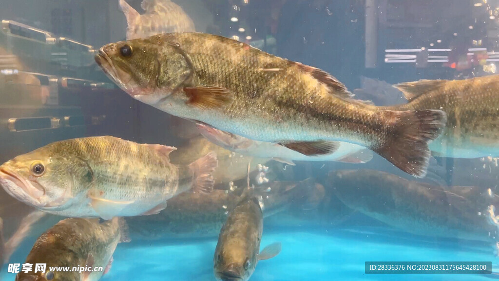 超市水产区游动的鲈鱼视频素材