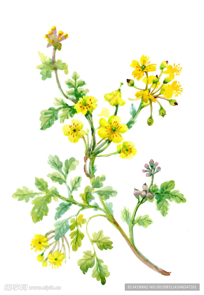 花枝