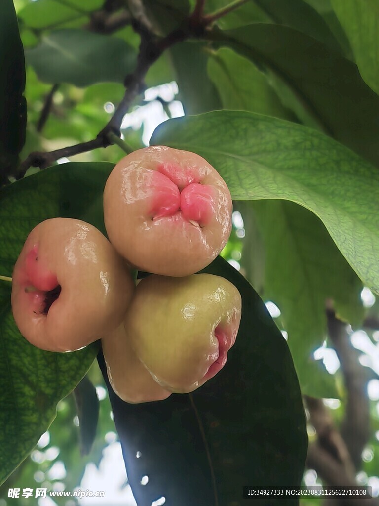 水果