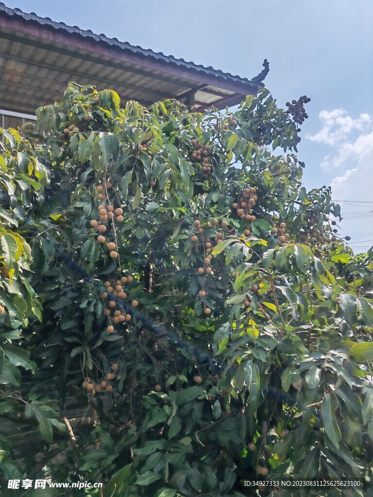 龍眼