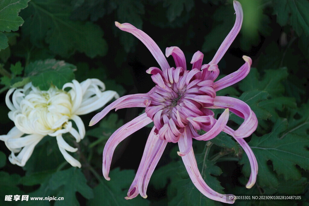 大立菊 悬崖菊 盆景菊 树菊 