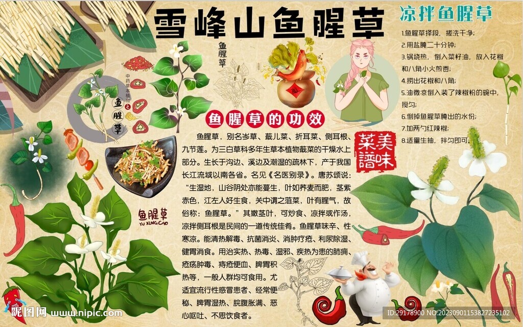 魚(yú)腥草