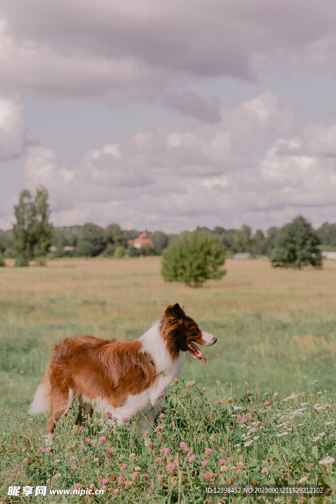 寵物犬邊牧