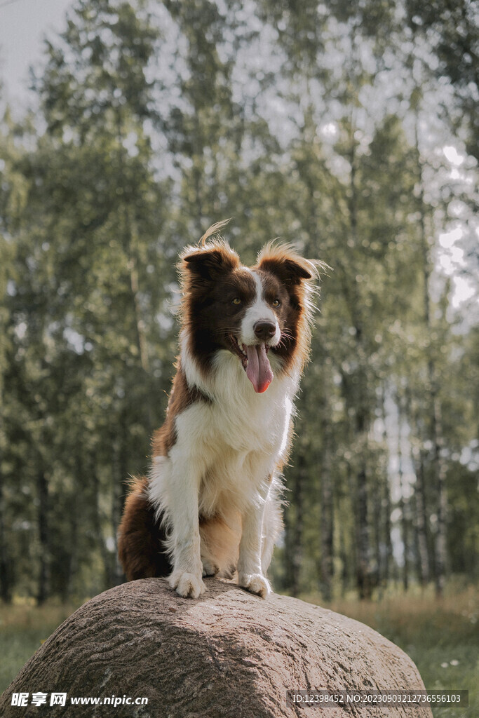 寵物犬邊牧
