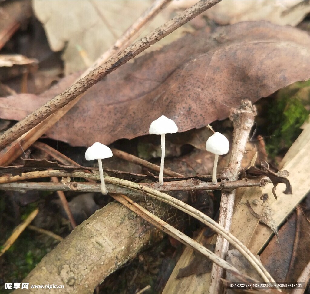 小伞蘑菇图