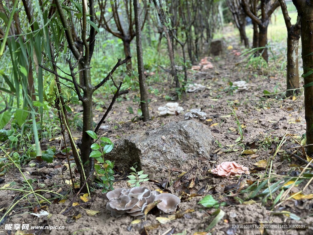 蘑幻菇林