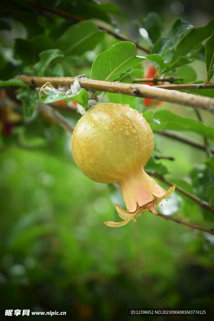 樹上青石榴