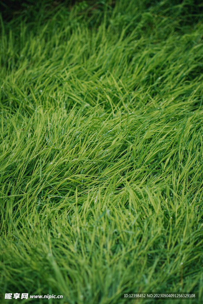 青色草場