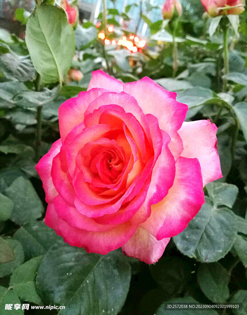 月季花開