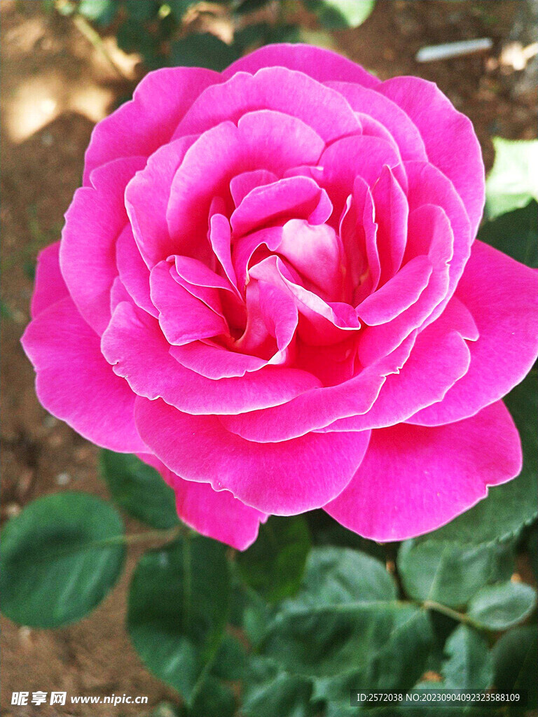月季花開