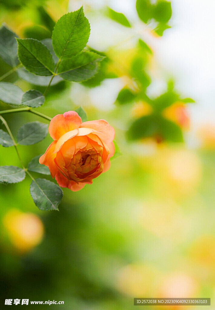 月季花開