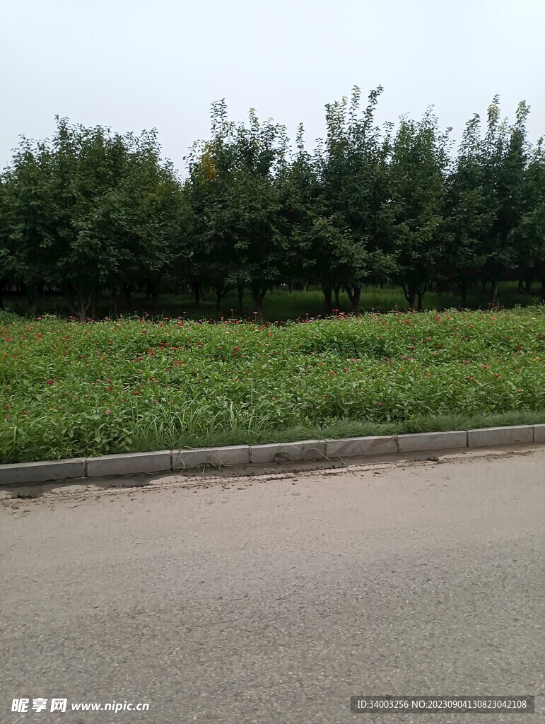 路邊綠化