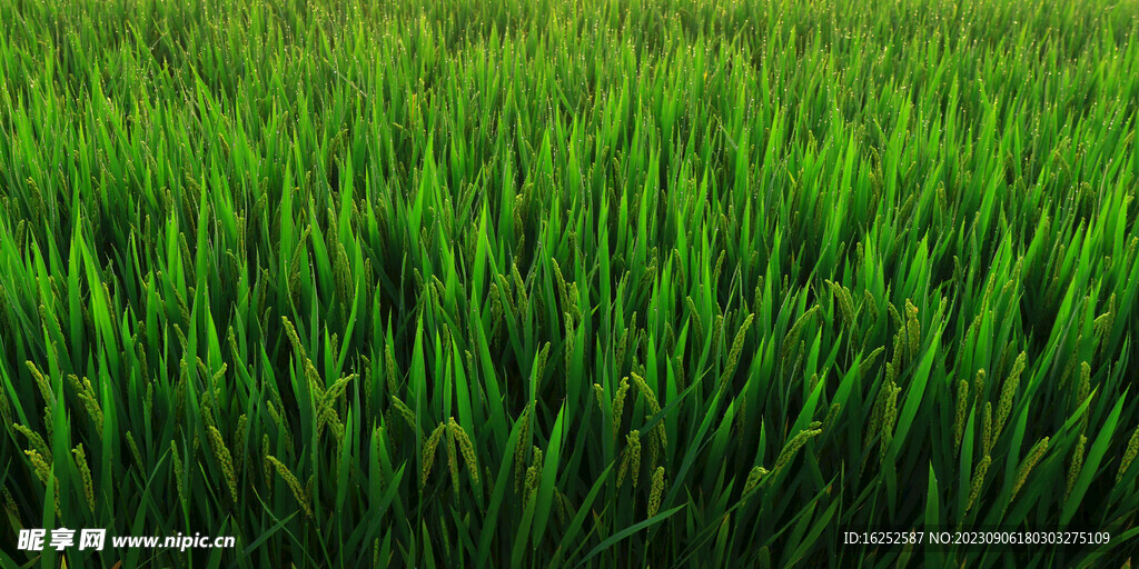 农业水稻背景素材