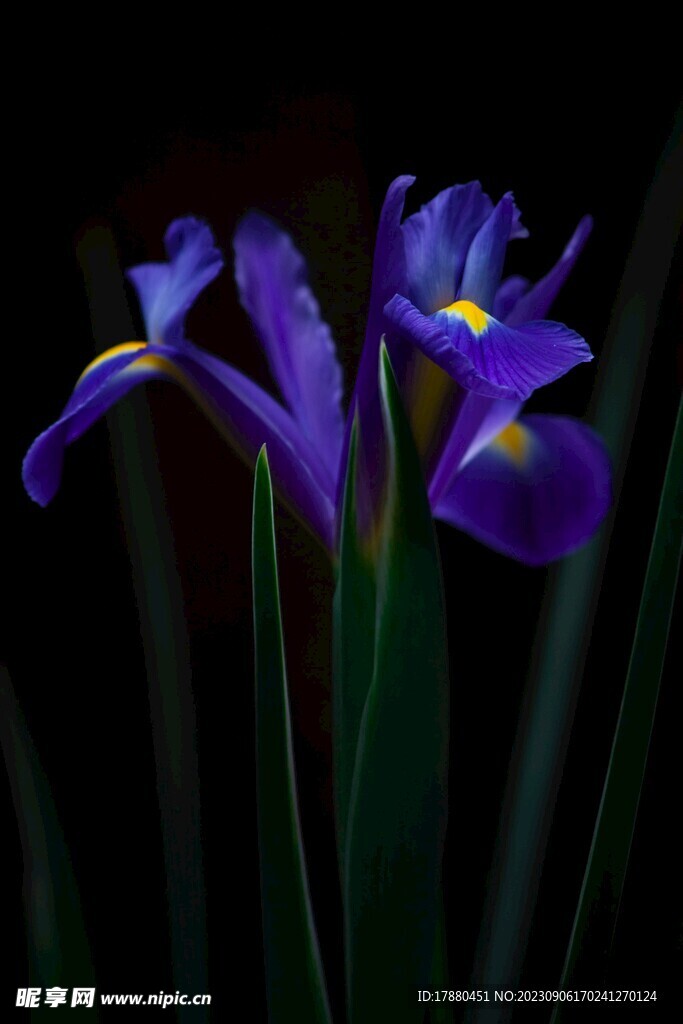 花菖蒲