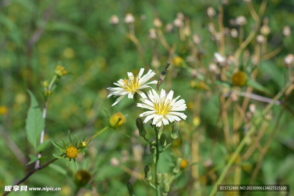 白色菊花摄影图片