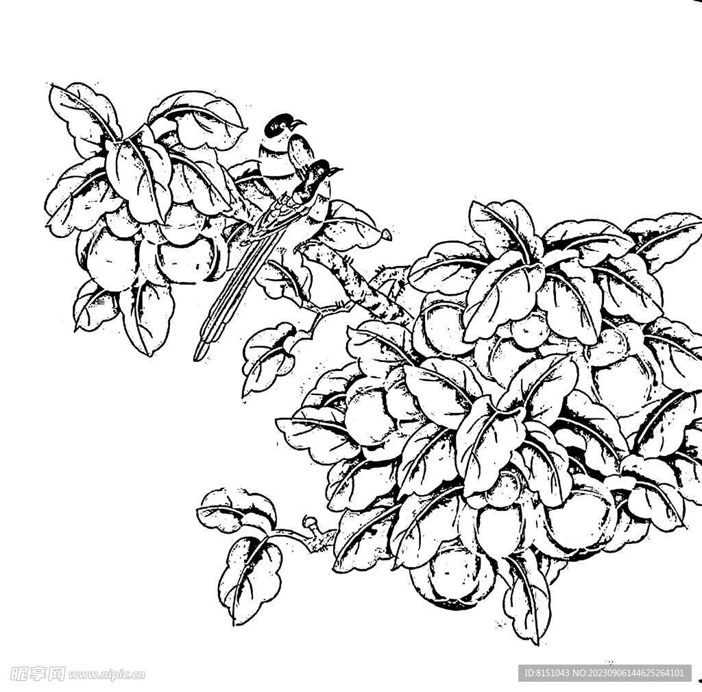花鳥線描